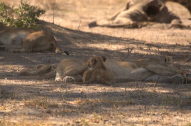 Afrika savanındaki aslanlar