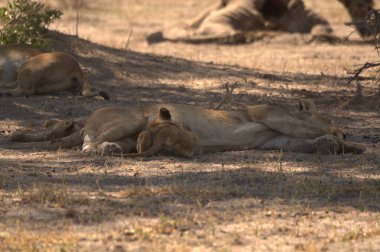 Kenya bozkırında bir grup aslan.