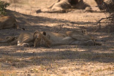 Kenya savanındaki aslan