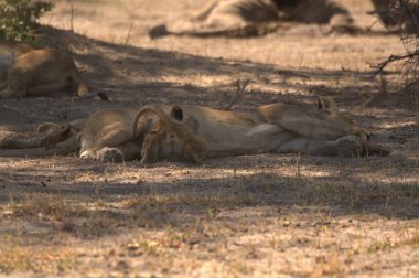 Hayvanat bahçesindeki aslanları