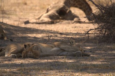 Hayvanat bahçesinde bir grup aslan.