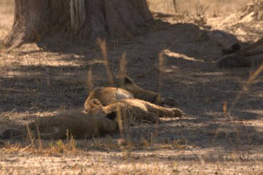 Kruger Park 'taki aslan.