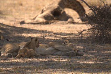 Savanadaki bir grup aslan.