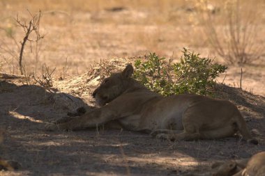 Kumsalda yatan milyarlar.
