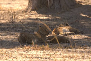 Ormandaki şirin bir aslanın yakın plan fotoğrafı.