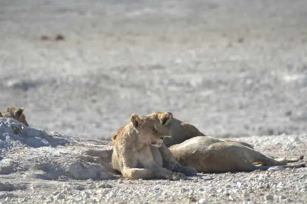 Çölde bir grup aslan.