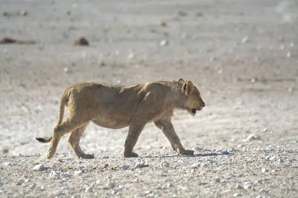 Etoşa 'daki vahşi aslan, namibya