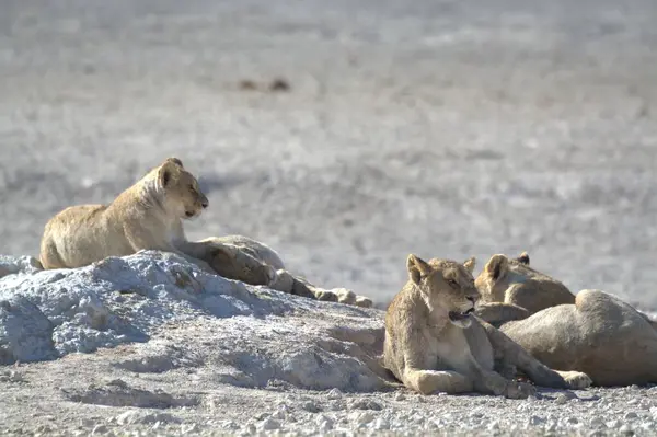 Etoşa, Namibya 'da kumdaki bir grup aslan.