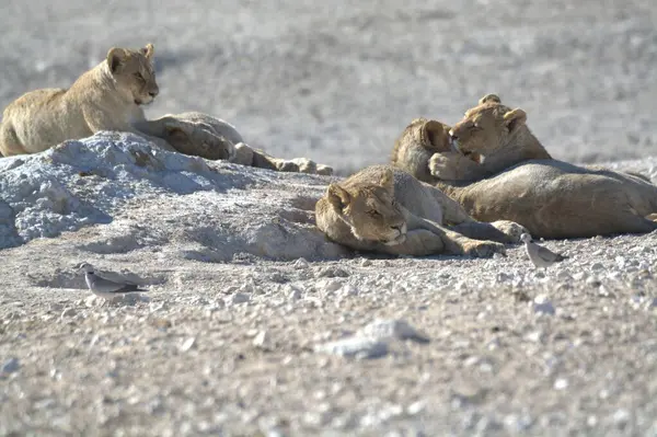 Savanadaki bir grup aslan.