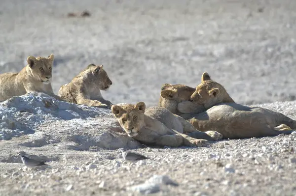 Namibya 'daki kumlarda dinlenen aslan ailesi.