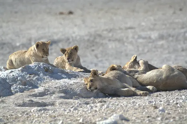 Yerde yatan genç bir aslanın güzel bir görüntüsü.