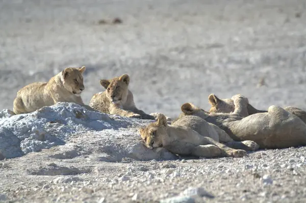 Hayvanat bahçesindeki aslan