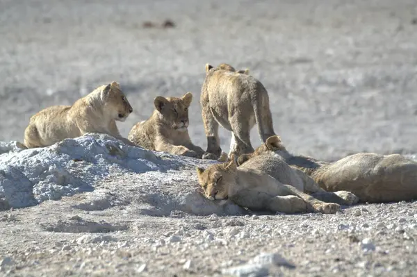 Aslan yerde dinleniyor.