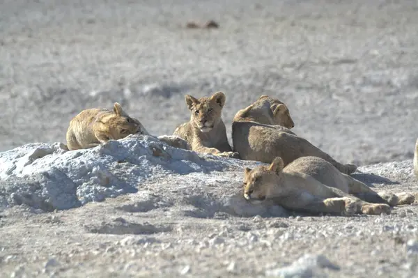 Aslan ailesi, doğadaki hayvan.