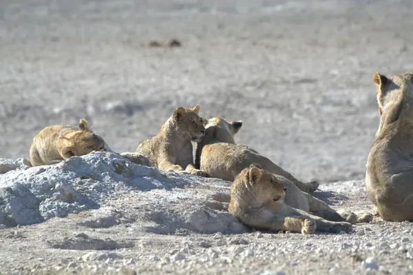 Çölde bir aslan grubu.