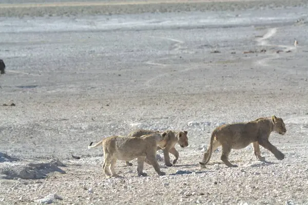 Dağlarda bir grup vahşi hayvan
