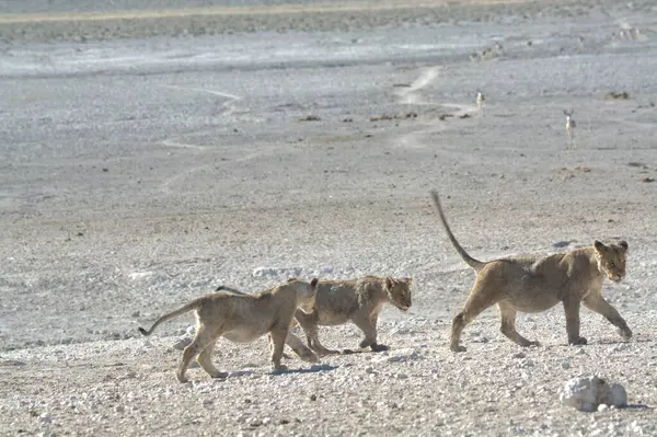 Aslan etkin Milli Parkı'nda