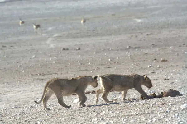 a closeup of a cute wild lion on a dry ground