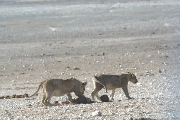 Afrika bozkırındaki vahşi Afrika aslanı.