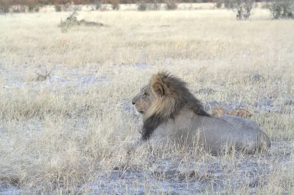 Erkek aslan savanada yürüyor.