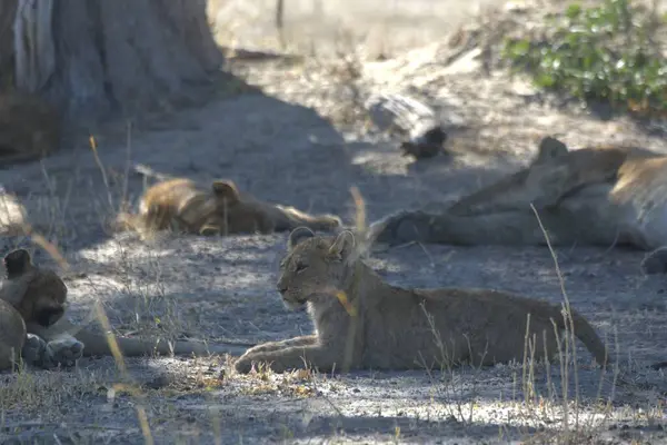 Bir dişi aslanın savanadaki yakın çekimi.