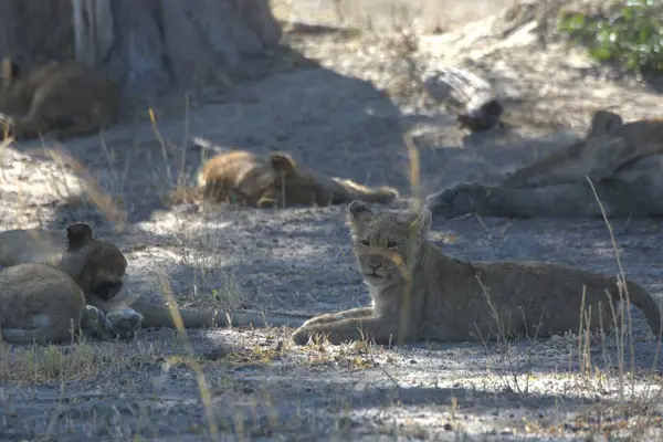 Hayvanat bahçesindeki aslanlar