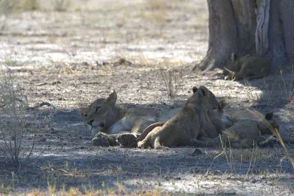 Aslan ailesi milli parkta dinleniyor.