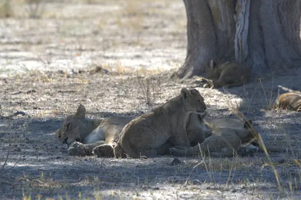 Hayvanat bahçesindeki aslanlar