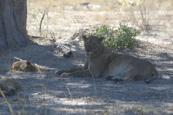 Hayvanat bahçesindeki aslanlar