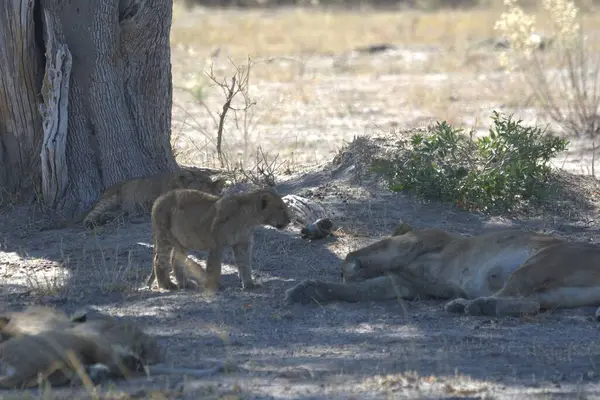 Aslanlar koğuşun güneyindeki ulusal rezerv bölgesinde. Botswana, Afrika