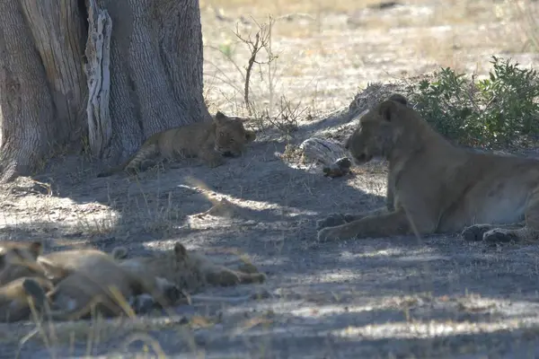 Kenya 'nın vahşi bozkırında aslan