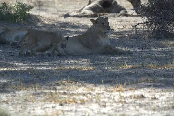Savanadaki bir grup aslan.