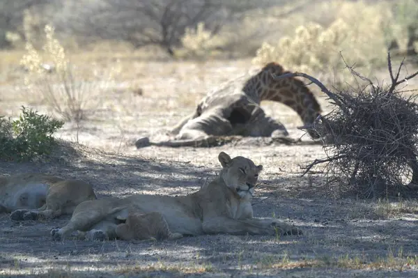 Savannah dişi aslan