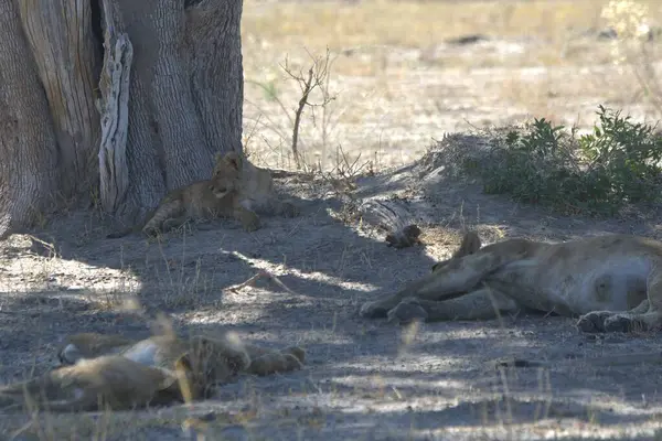 Güney Afrika, Kenya savanındaki aslan.