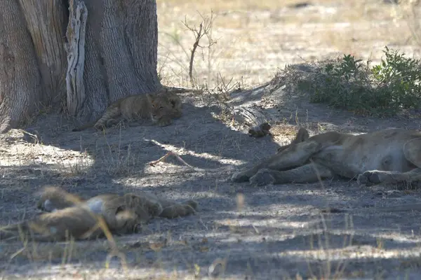 Hayvanat bahçesindeki aslan