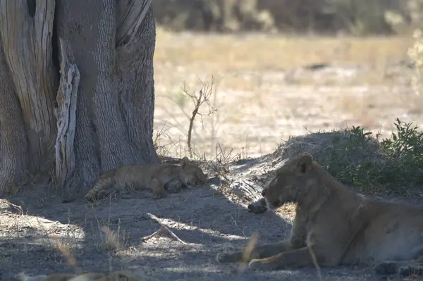 Namibya 'daki vahşi aslanlar, Afrika