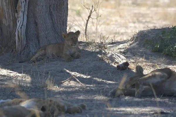 Kenya savanındaki aslan