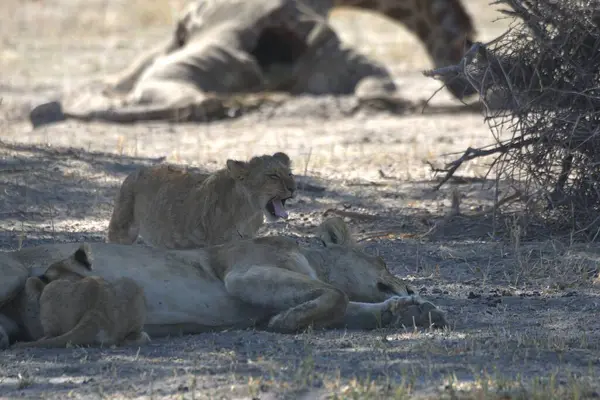 Savanada bir aslan ailesi