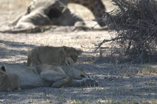 Vahşi doğada dişi aslan, savanada hayvan ve hayvan.