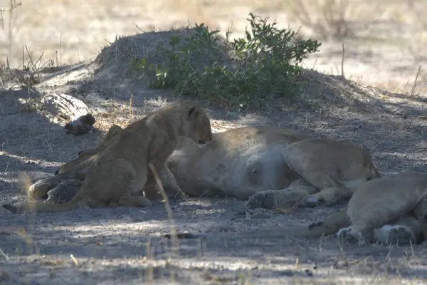 Vahşi doğada dişi aslan.
