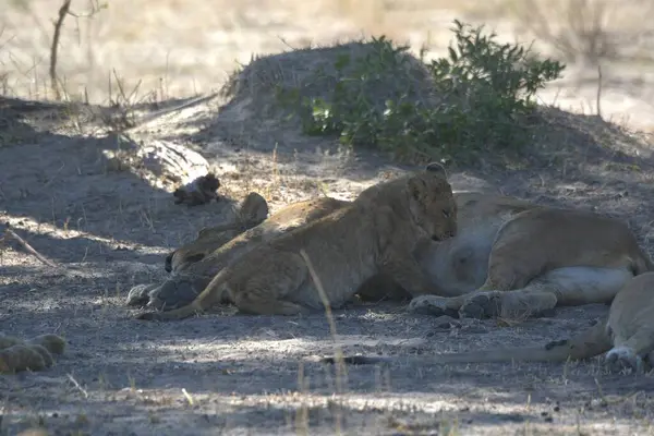 Etoşa Ulusal Parkı 'ndaki aslanlar