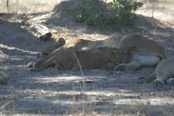 Hayvanat bahçesinde bir aslan