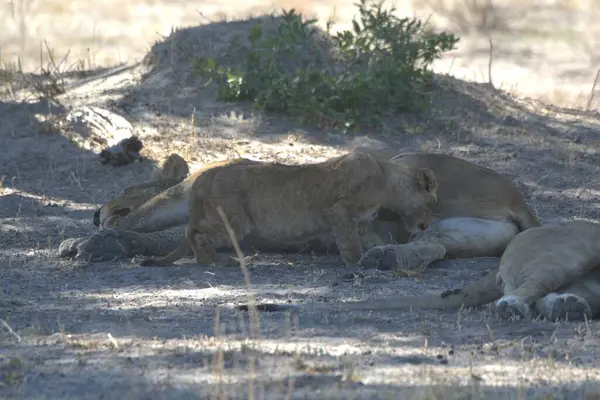 Güney Afrika 'daki Kruger Ulusal Parkı' ndaki aslanlar..