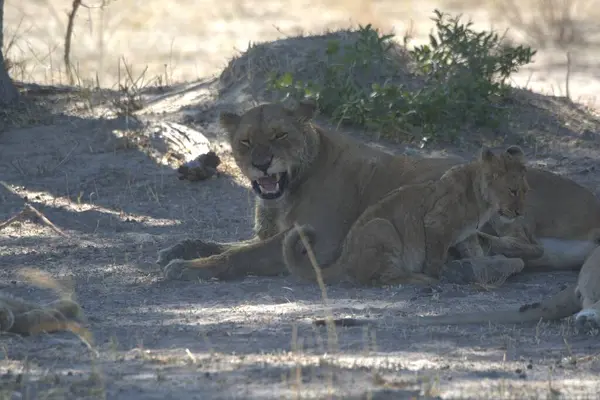 Kruger Ulusal Parkı 'nda dinlenen aslanlar