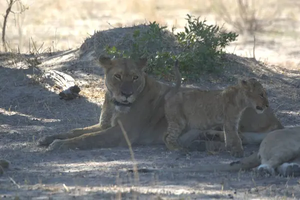 Vahşi doğada dişi aslan.