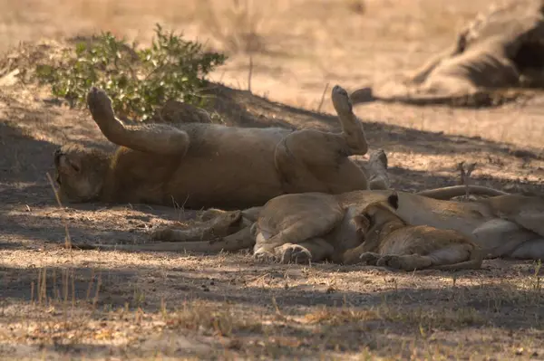 Aslanlar ağaçların gölgesinde dinlenir..