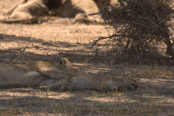Aslan toprakta uyuyor.