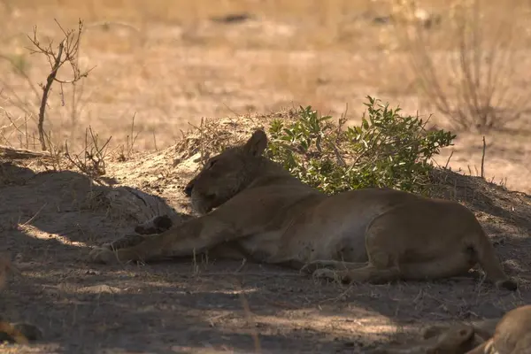 Kumsalda yatan milyarlar.