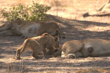 Namibya 'daki kuru topraklarda dinlenen aslanlar.