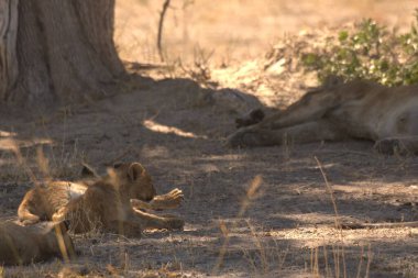 Aslanlar ağaçların gölgesinde dinlenir.